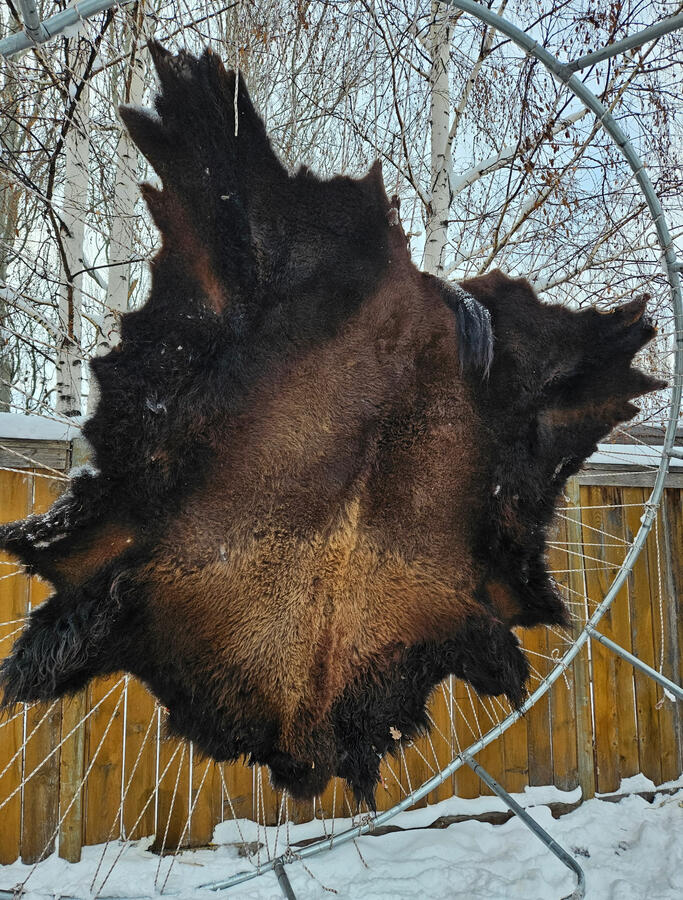 Bison Hide